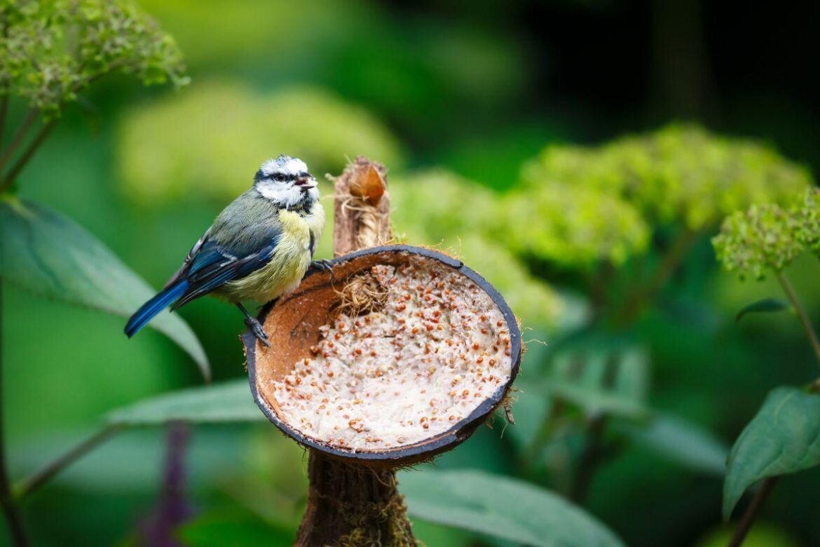 Turn your garden into a bird paradise this spring with these expert gardening tips