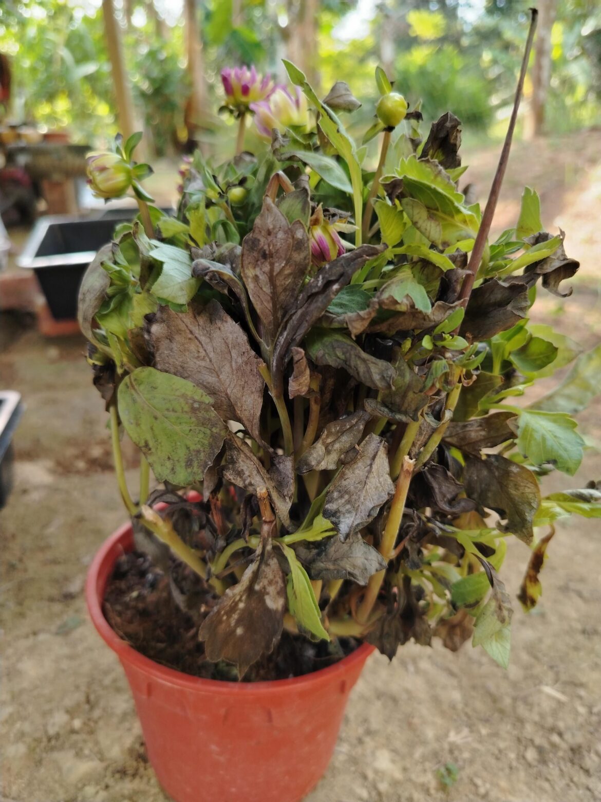 Tips for Reviving a Dahlia That Arrived in Poor Condition? Tips for Reviving a Dahlia That Arrived in Poor Condition?