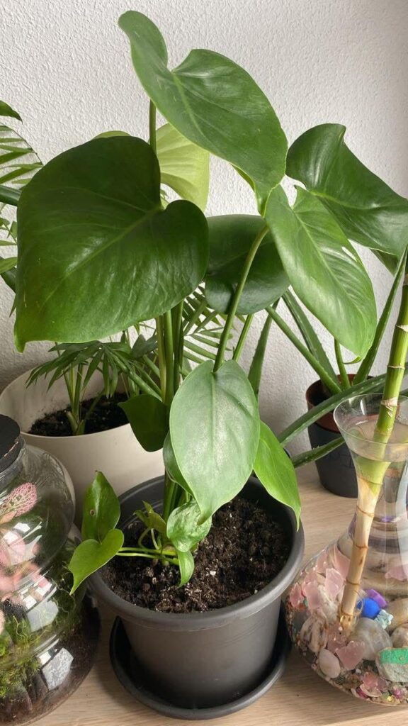 What is the name of this plant? I'm reviving it and it's growing strong.