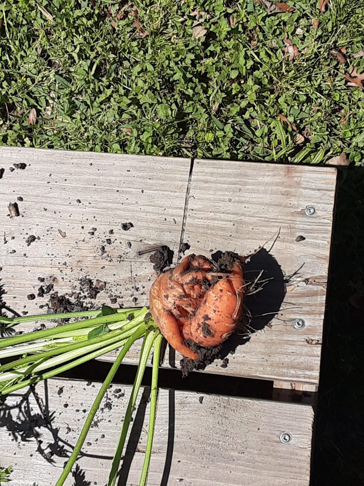 I think I grew an alien...