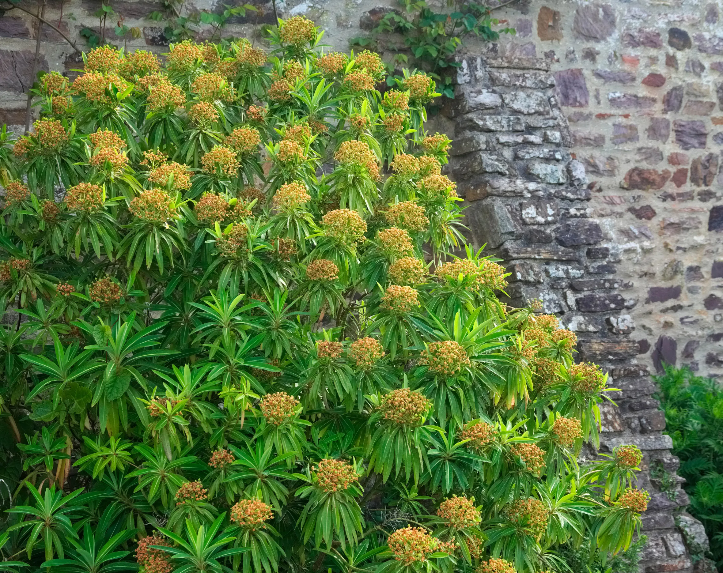 Euphorbia x pasteurii with light orange flowers next to a stone wall.