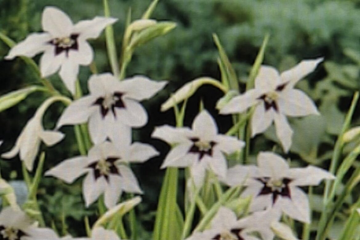 Trying something new in the garden for wedding flowers