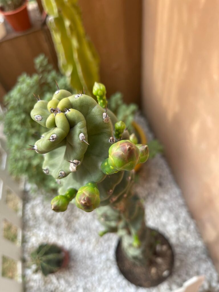 Más de 10 pimpollos!!! de qué color será????