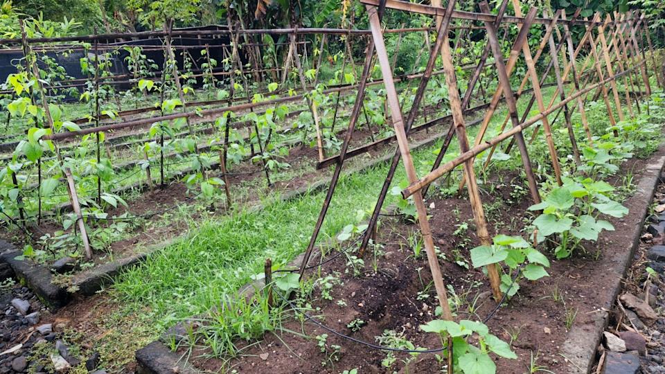 A well-tended vegetable garden with several raised beds. In the foreground, young plants, cucumbers, are growing. Behind them, bean plants are climbing up bamboo trellises.