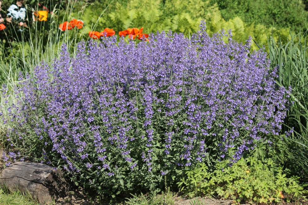 Flowering Faassen's blue catmint (Nepeta faassenii) plants in summer garden Flowering Faassen's blue catmint (Nepeta faassenii) plants in summer garden