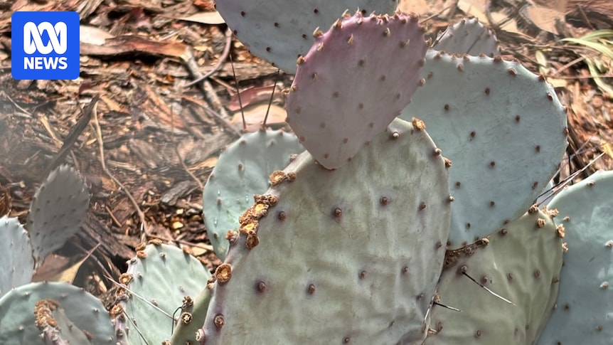 Cacti confiscated from home garden over fears of another ‘prickly pear’ disaster Cacti confiscated from home garden over fears of another 'prickly pear' disaster