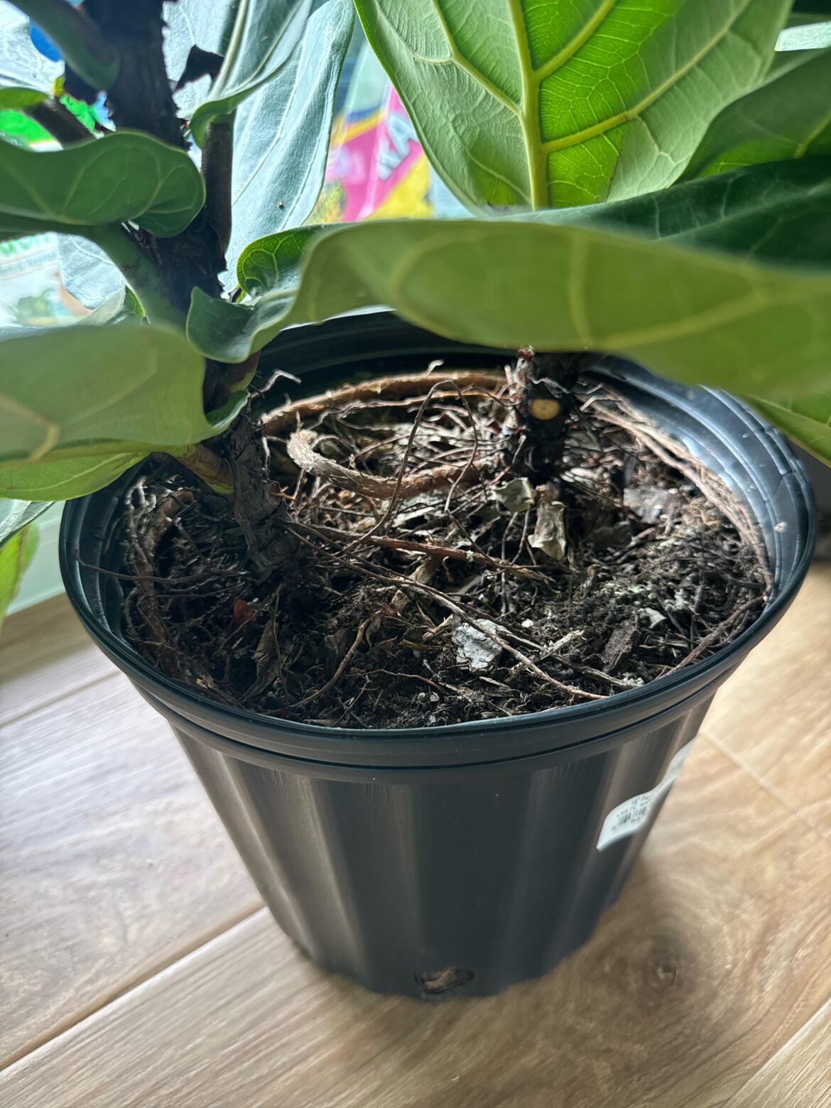 Should I Repot My Fiddle Leaf Fig?