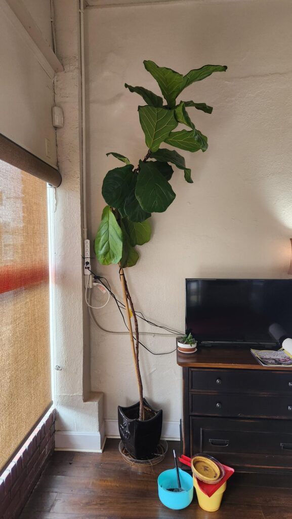 Advice? Advice?