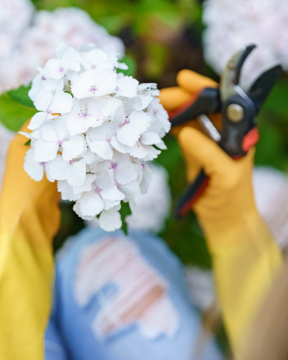 Gardening enthusiast skillfully trims vibrant hydrangeas in a lush garden during sunny spring afternoon Gardening enthusiast skillfully trims vibrant hydrangeas in a lush garden during sunny spring afternoon