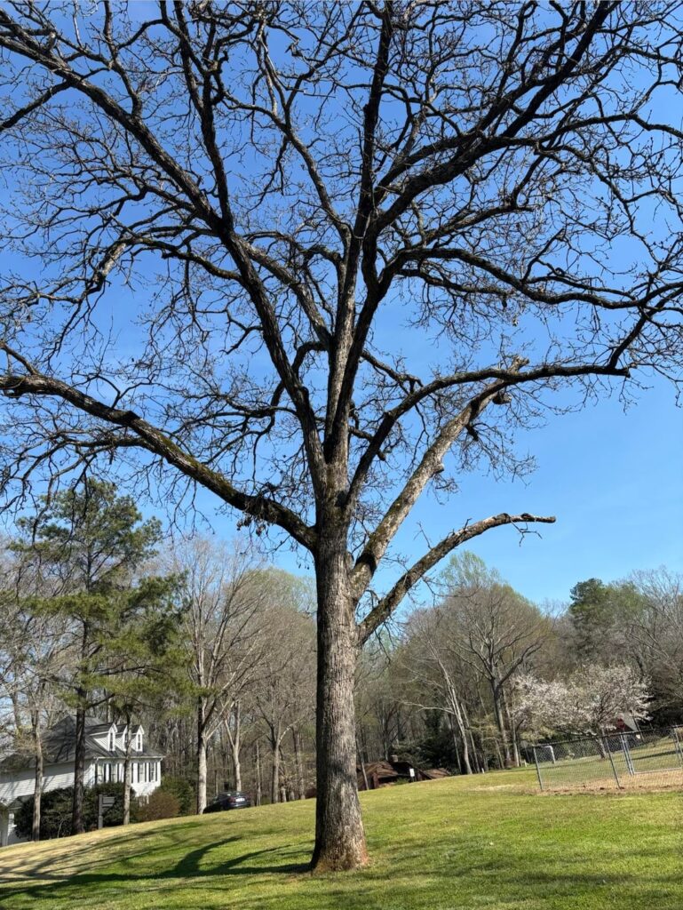This is my tree. It was trimmed at a property line years before I bought the property. Are these limbs okay?