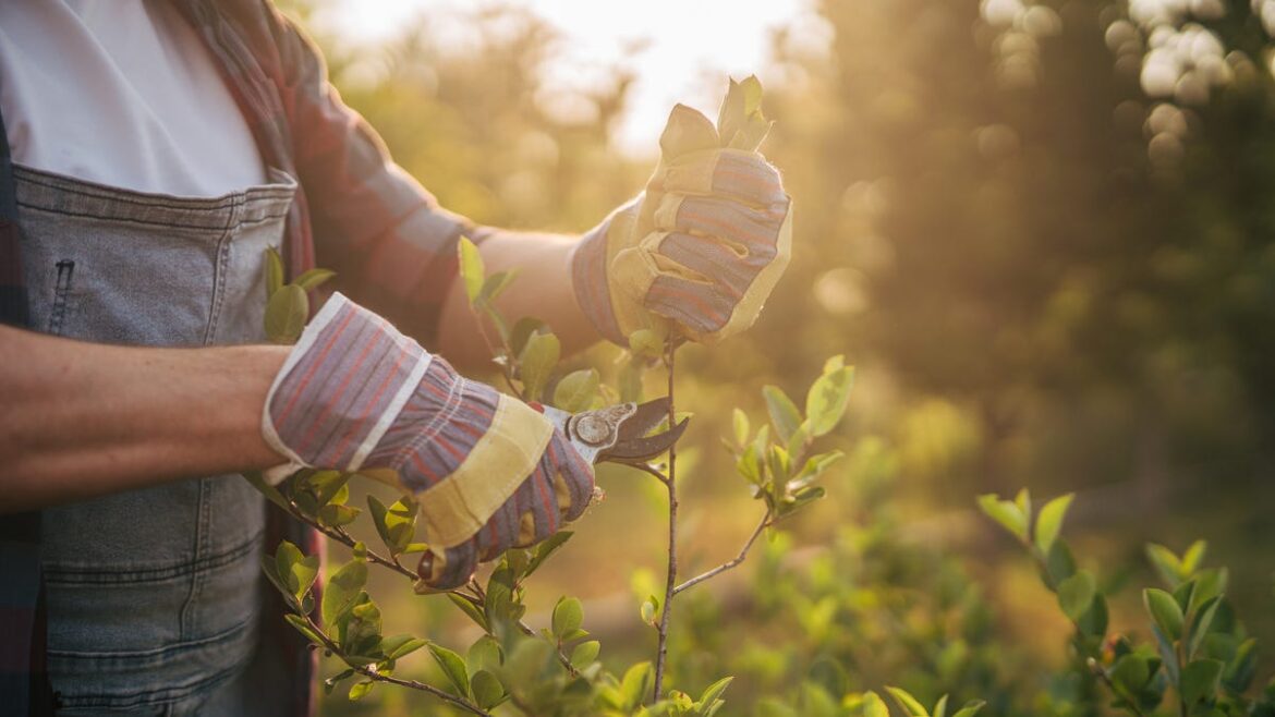 Friends don’t let friends prune alone