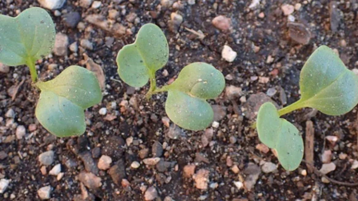 Grow your own vegetables successfully indoors