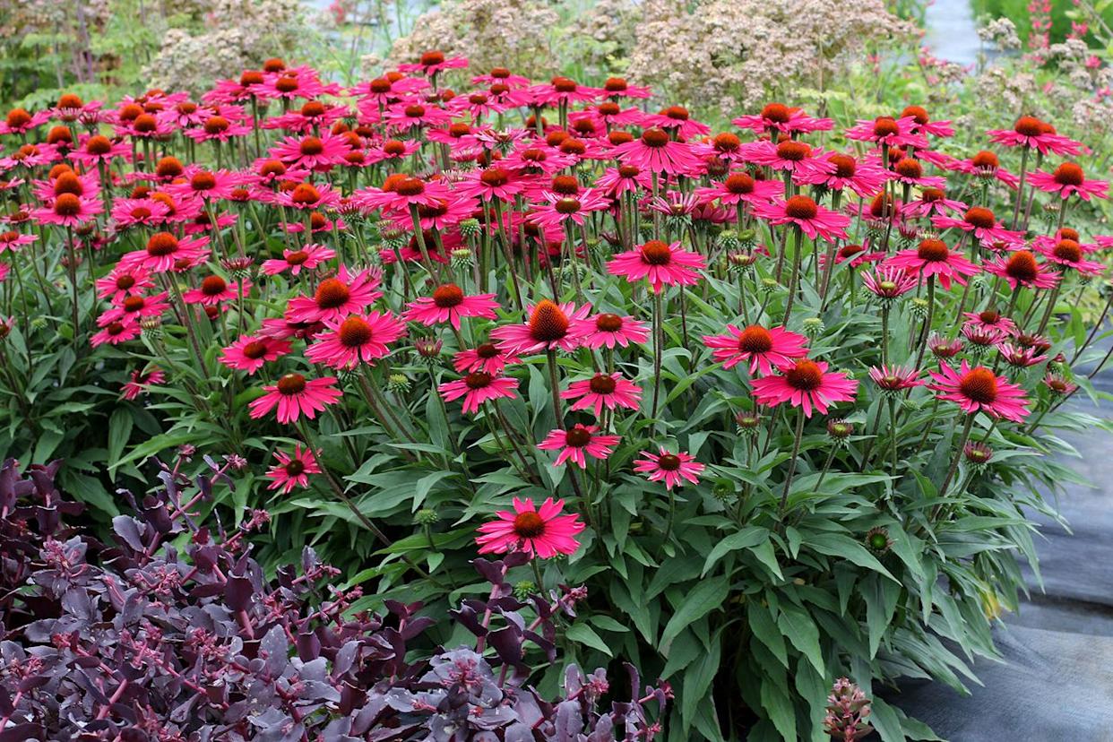 Credit: Terra Nova Nurseries