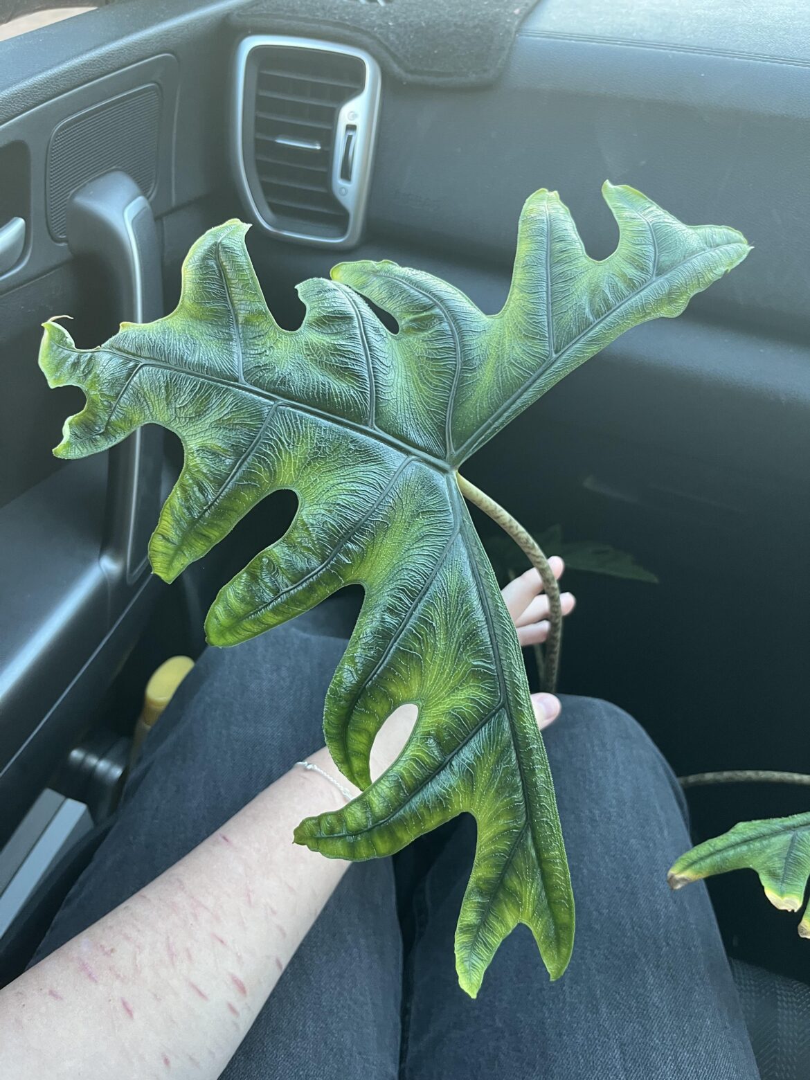 Alocasia Jacklyn care guide needed - Australia