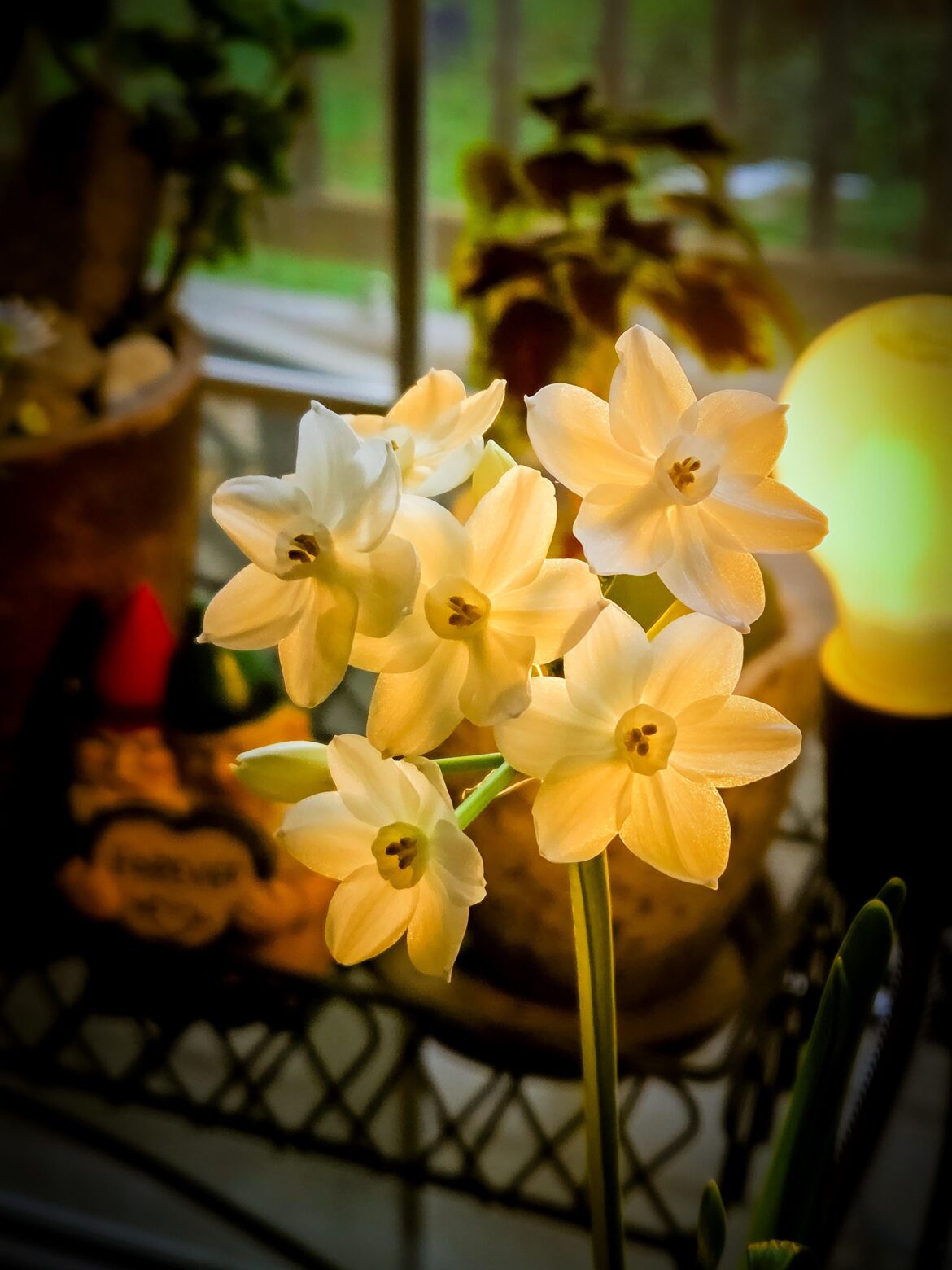 [Oc] Narcissus Tazetta (Paper White Daffodil)
