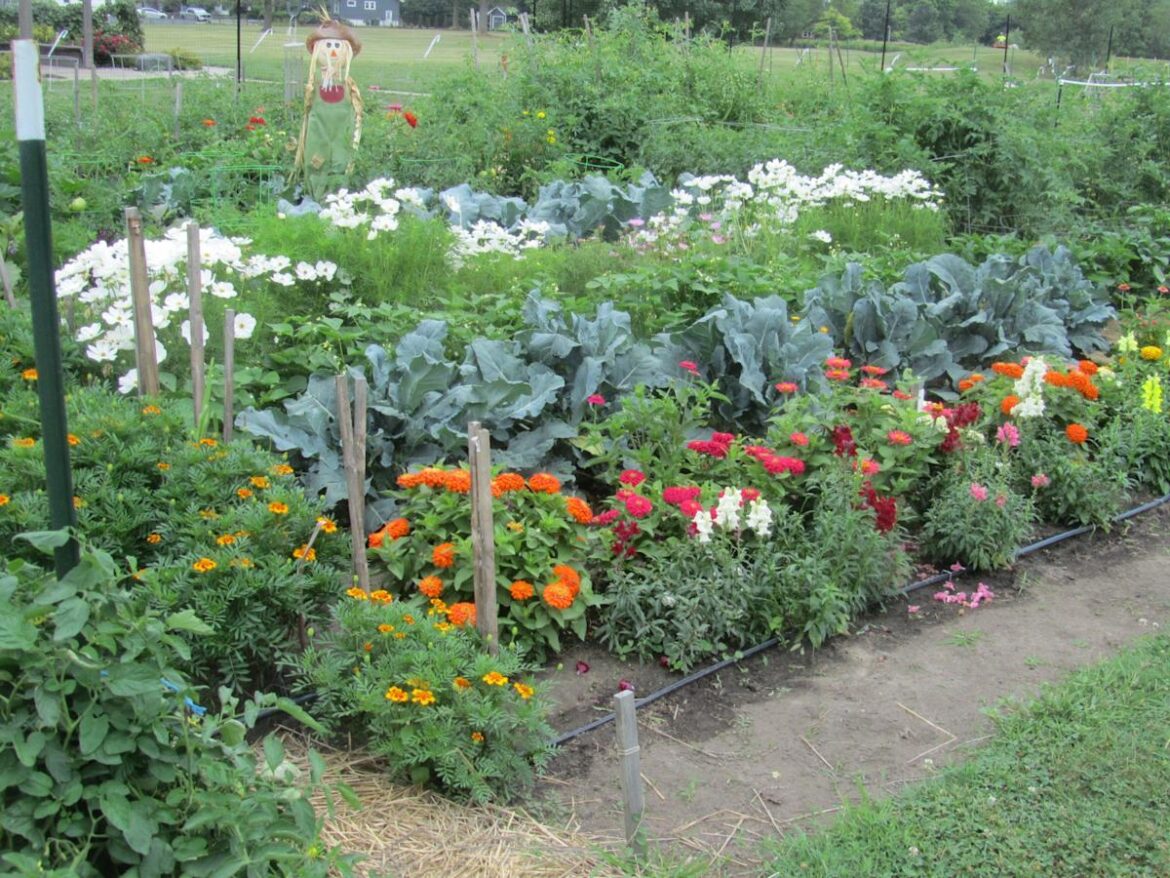 Community gardens provide a welcoming space to gardeners Community gardens provide a welcoming space to gardeners
