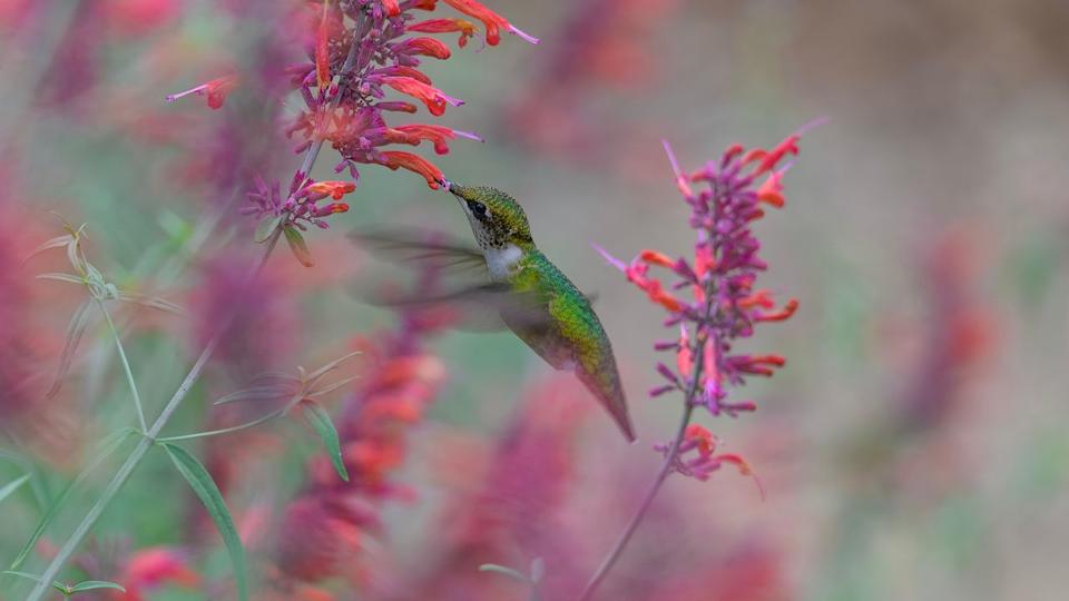 Hummingbird mint (Agastache, spp.)