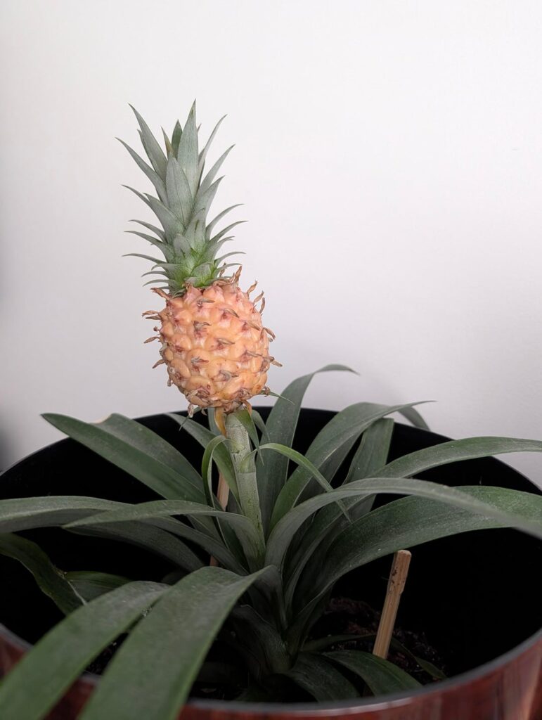Does My Pineapple Plant Look Healthy?
