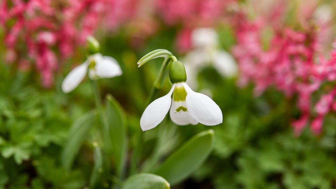 Snowdrops appearing an early sign of spring
