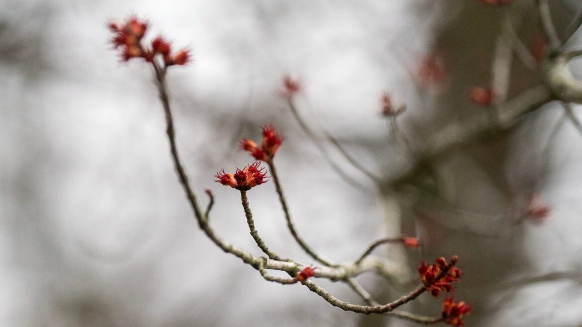 How to care for plants in Bucks County as we await last frost in April How to care for plants in Bucks County as we await last frost in April