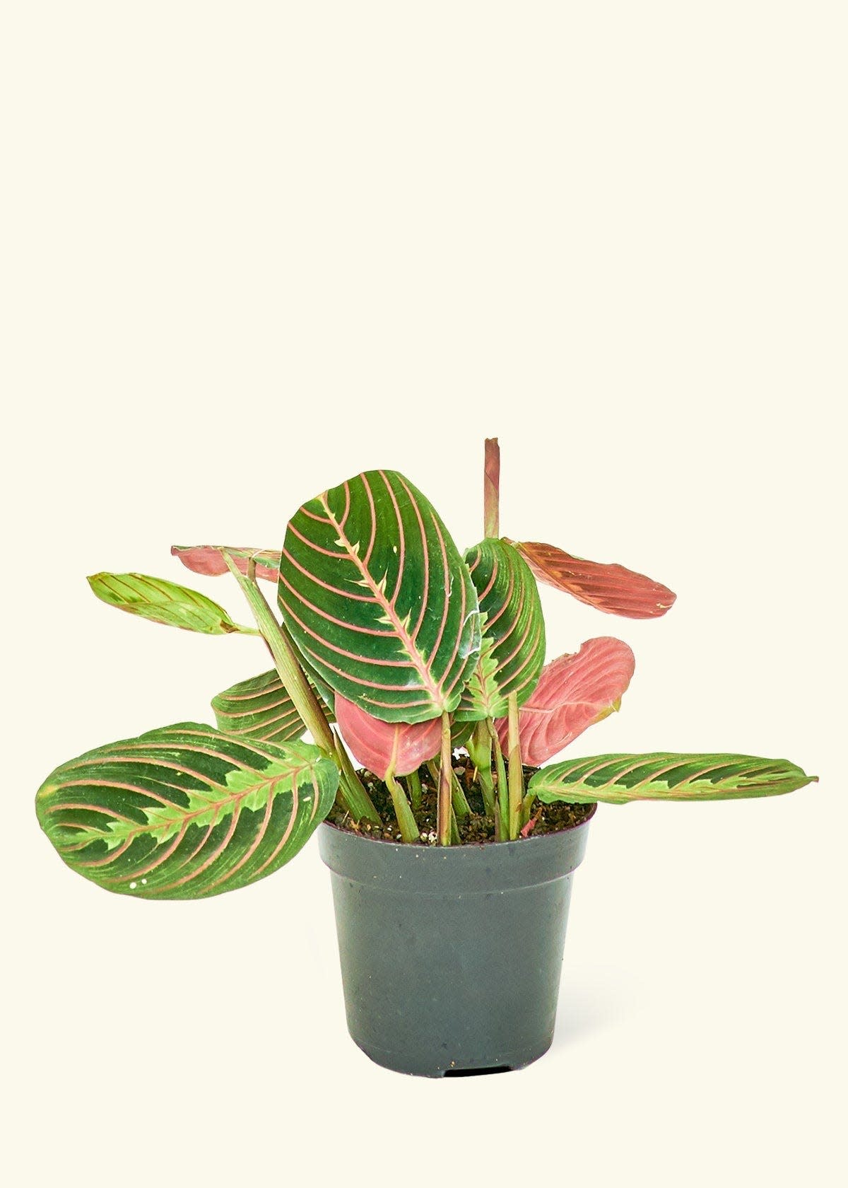 37 Low-Light Houseplants That THRIVE in Darkness