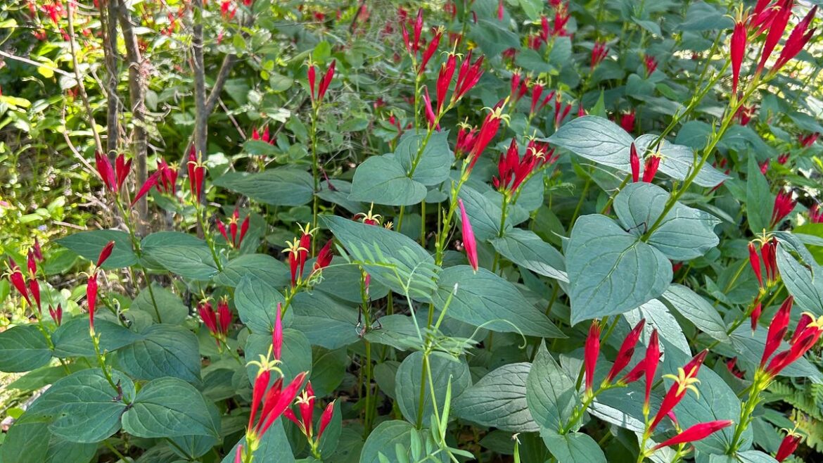After 19 years, Birdsong Nature Center ends old-timey plants sales
