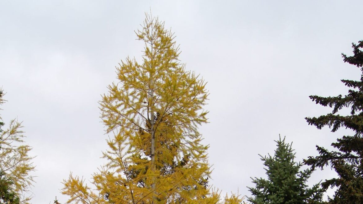 Dakota Gardener: Exceptions to the rule