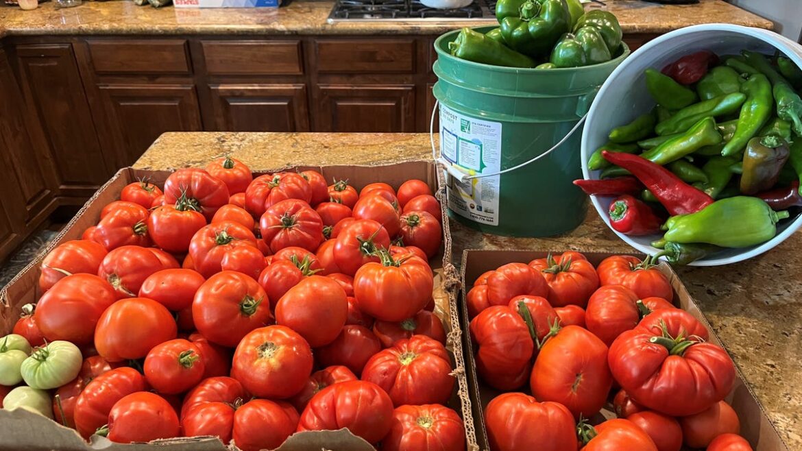 Risks and rewards for Colorado vegetable gardeners Risks and rewards for Colorado vegetable gardeners