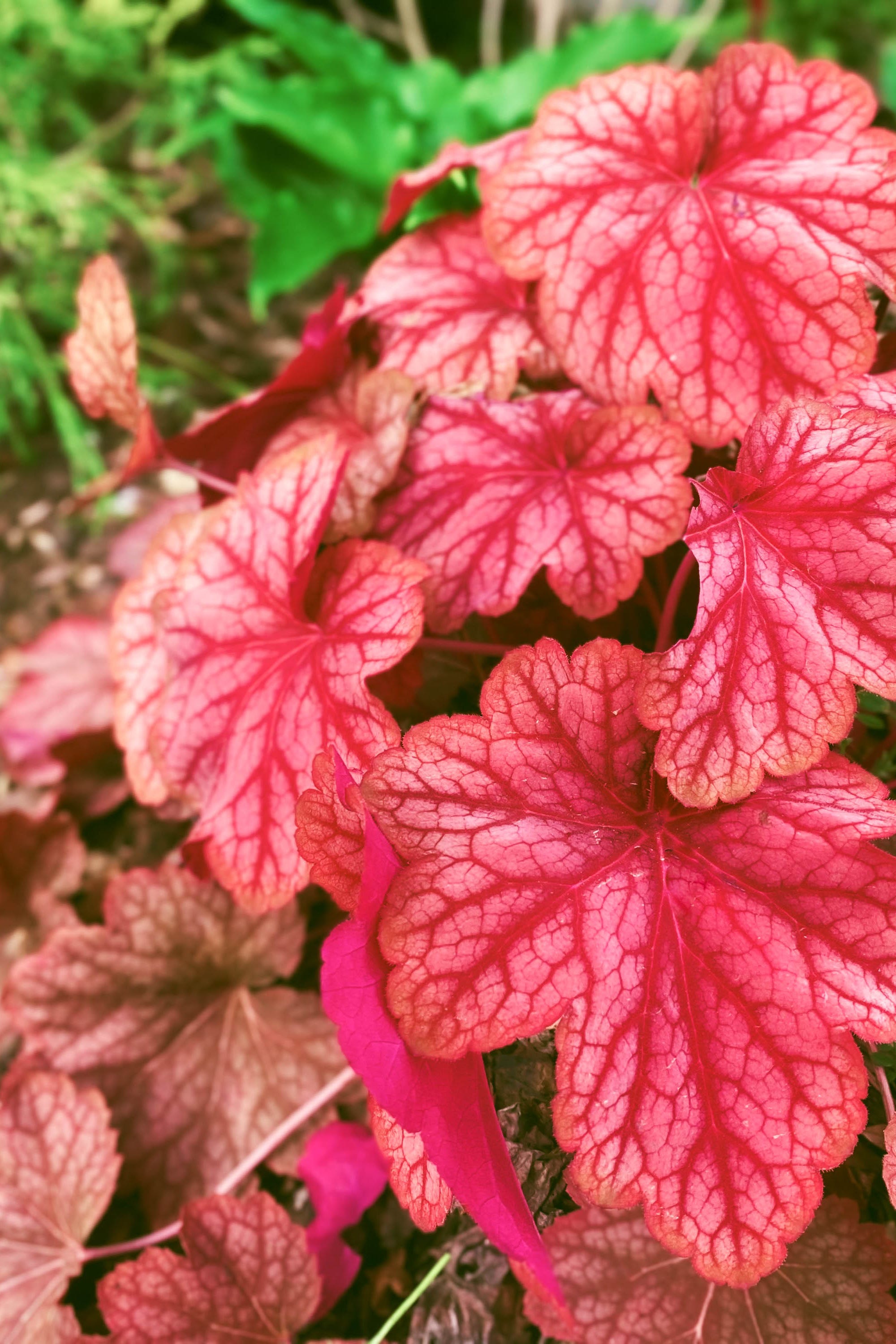 'Carnival Watermelon' Heuchera in Early Spring