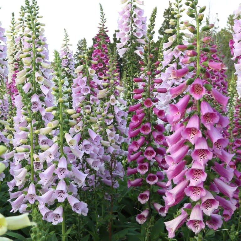 Cottage Garden Shoppable list Foxglove Seeds