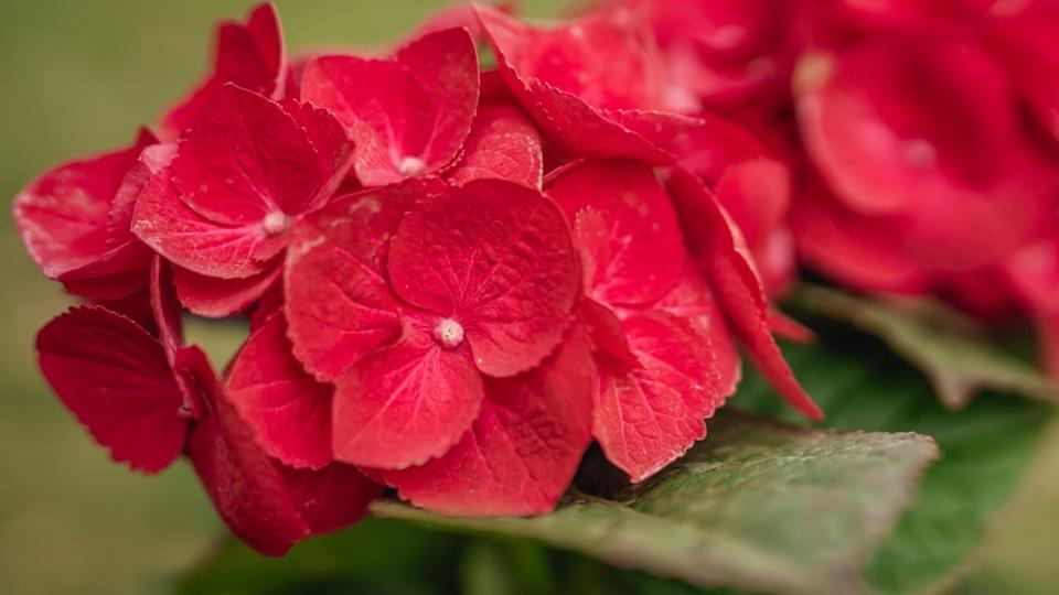 Red Hydrangea (Glowing Embers Hydrangea). Beautiful vibrant red flowers and lush foliage close up in the garden