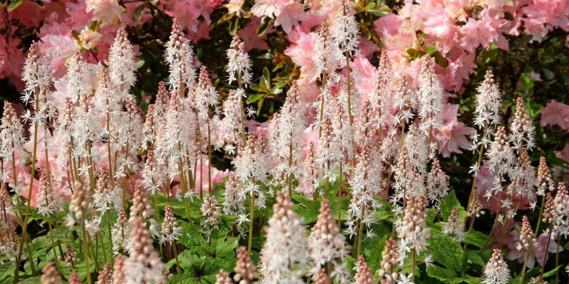 11 Shade-Loving Perennials That Thrive In Dark Garden Corners – Including Foxglove