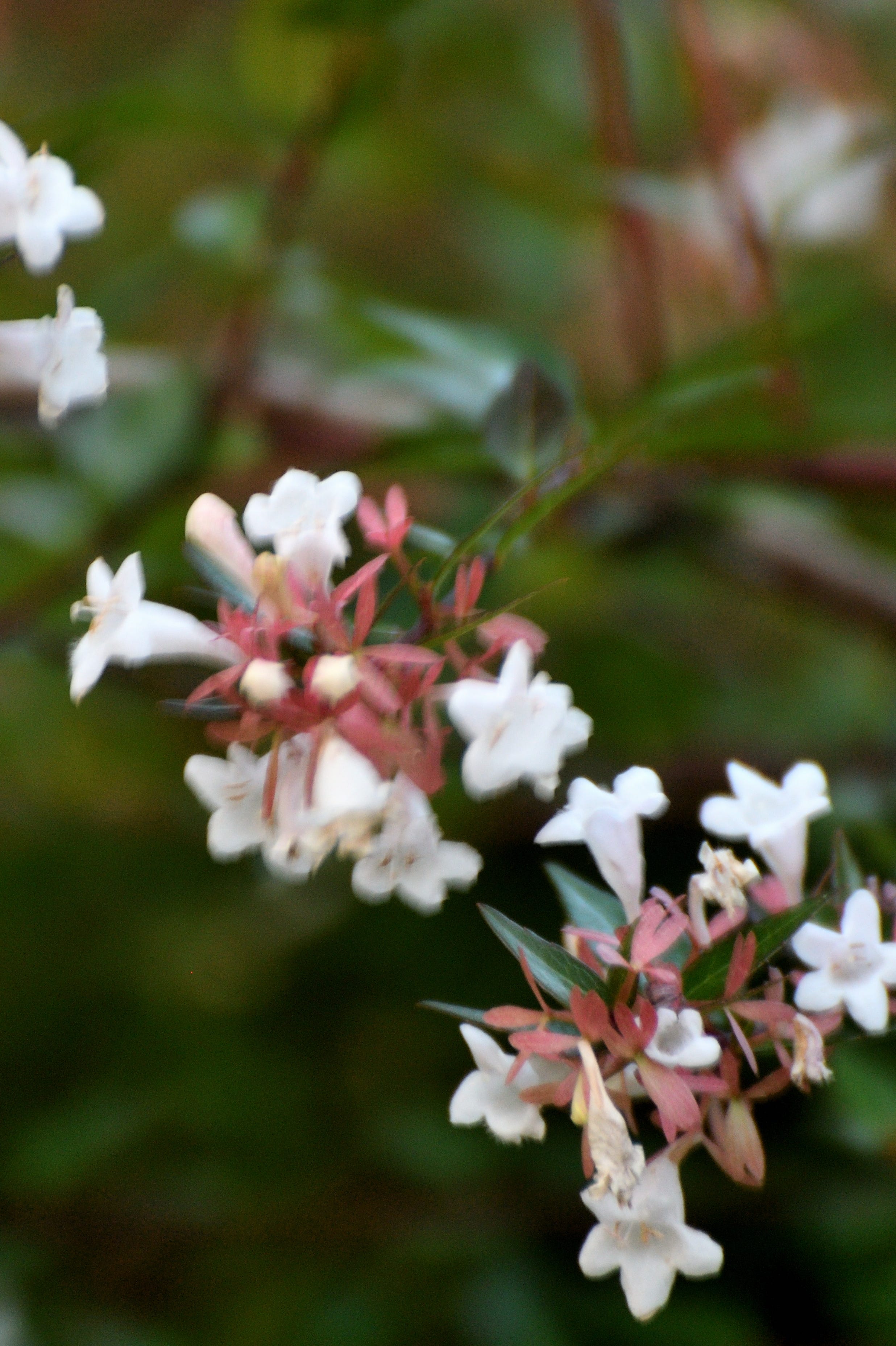 Abelia × grandiflora / Abelia Chinensis: Abelia Flowers in Full Bloom