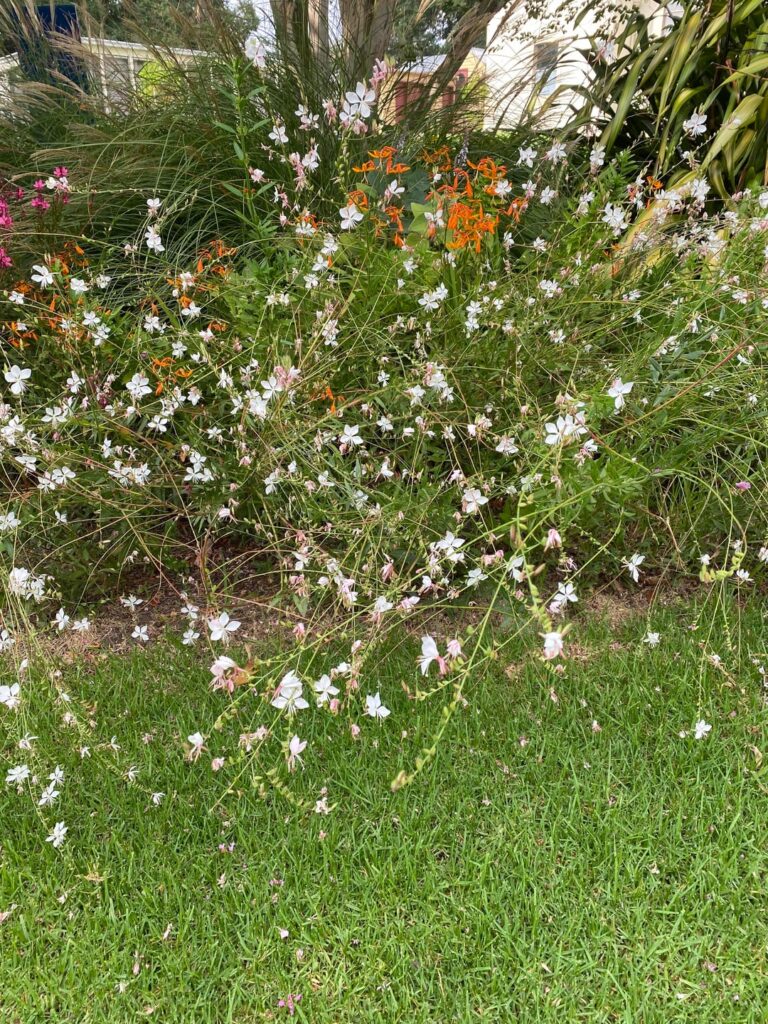 What is this plant?