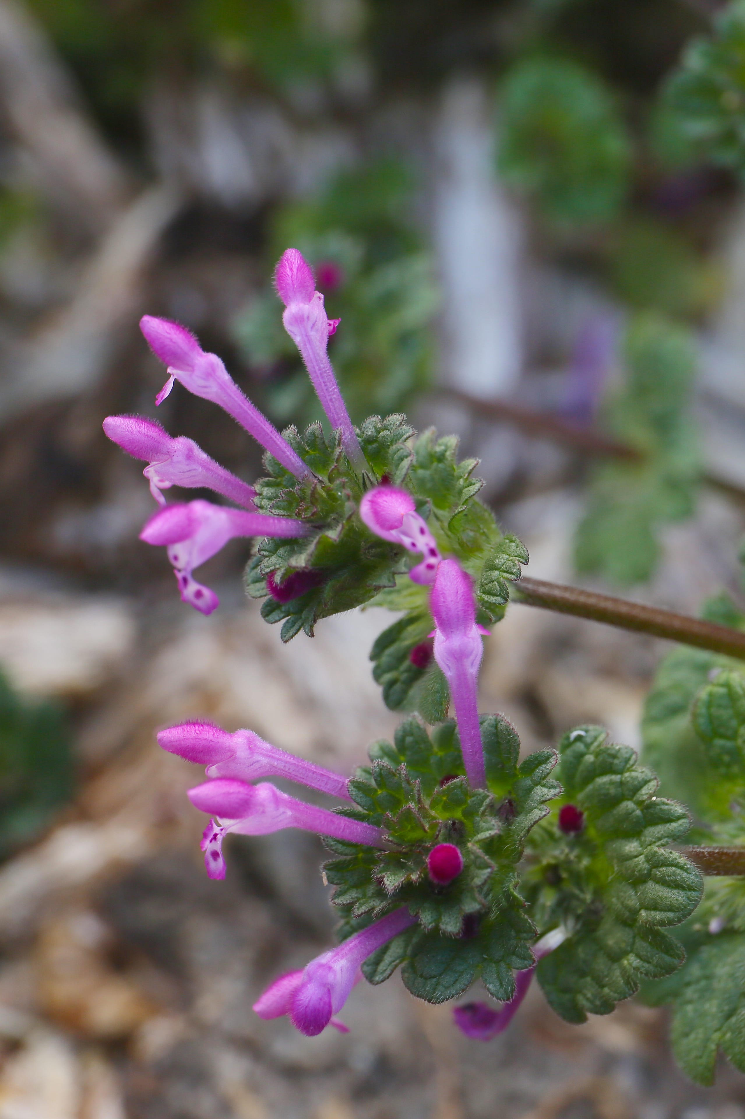 blooming lamium plant in nature