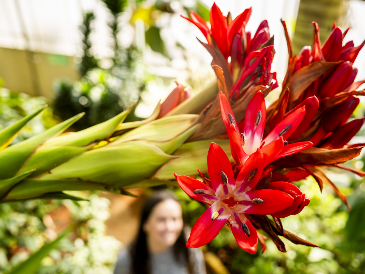 A Doryanthes palmeri in flower at the Geneva Botanic Garden