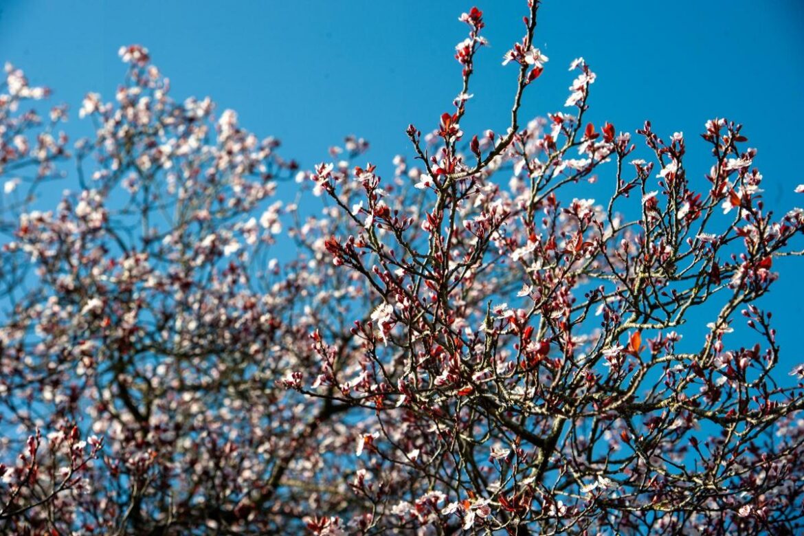 Suffolk garden centres worth the drive to prepare for Spring