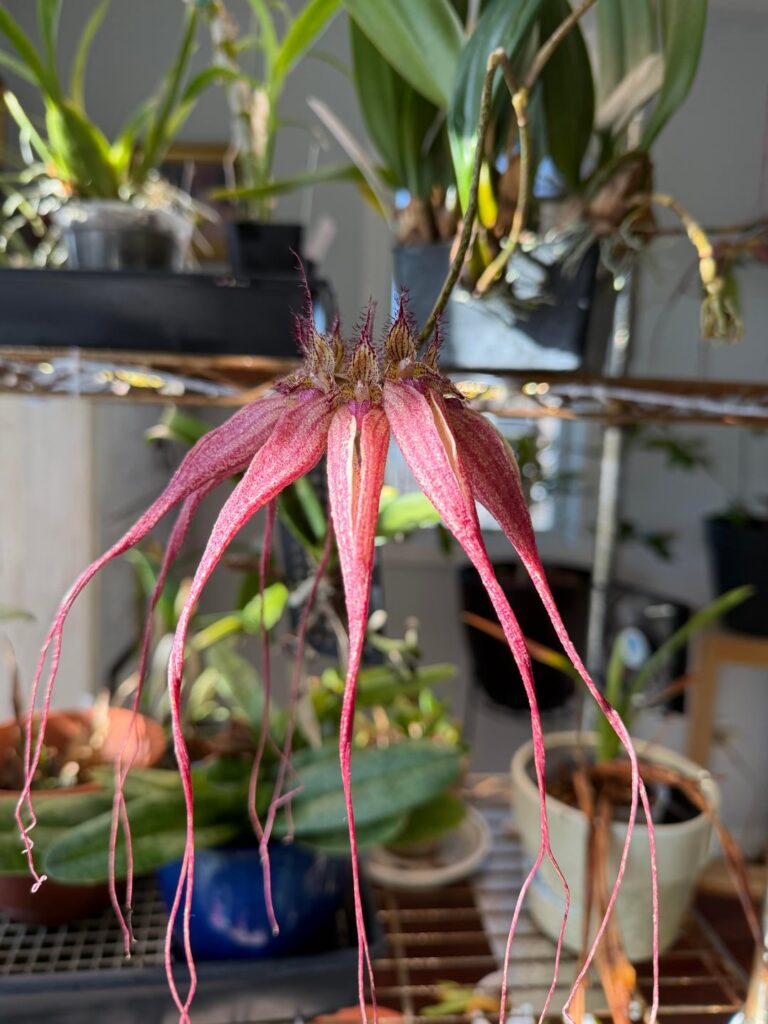 My latest bloom