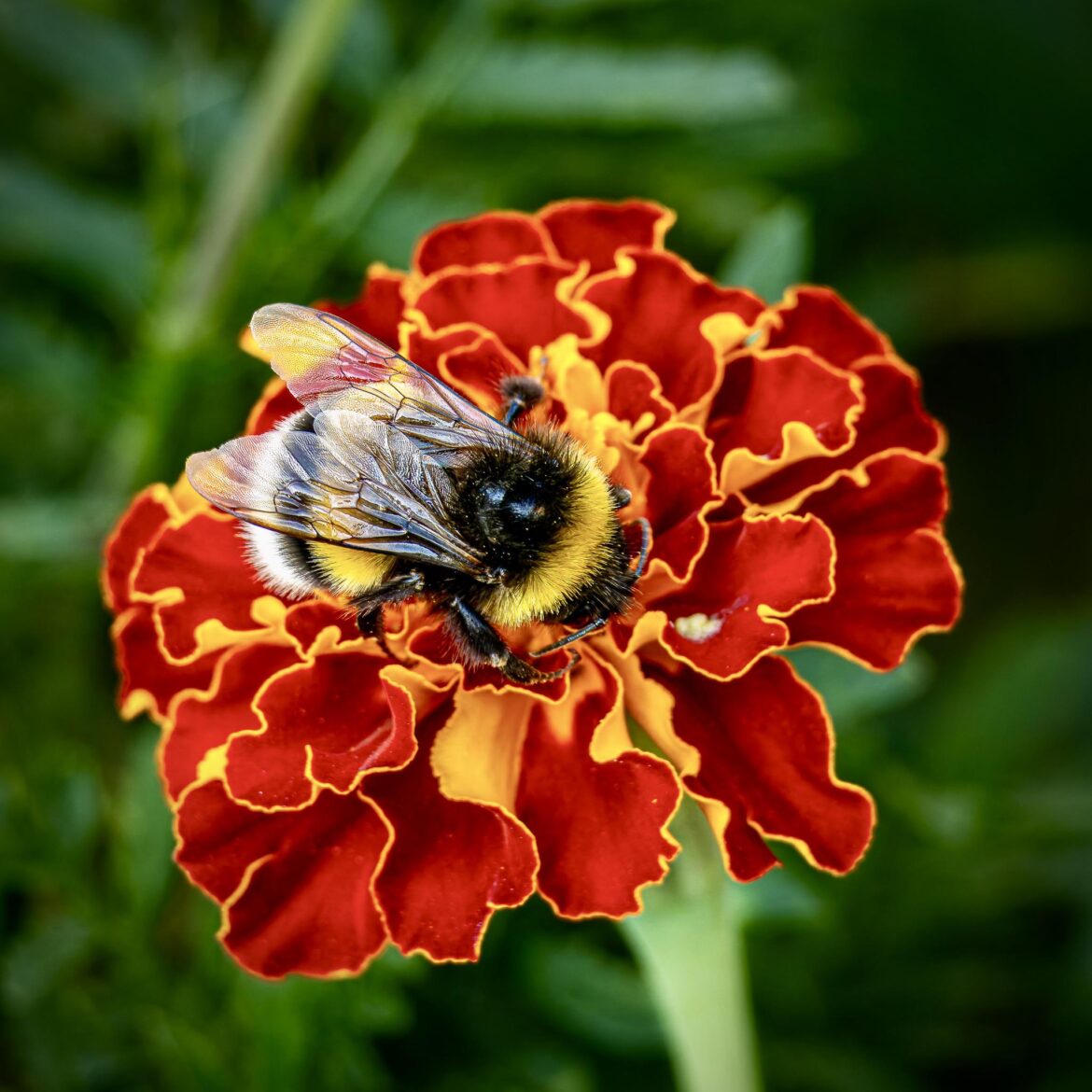 Summer memory πΊπ Marigold and bumblebee Summer memory πΊπ Marigold and bumblebee