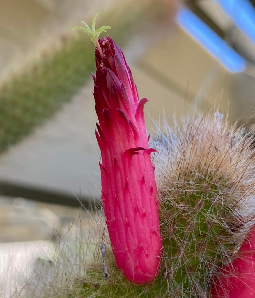 Foxtail cactus flowering