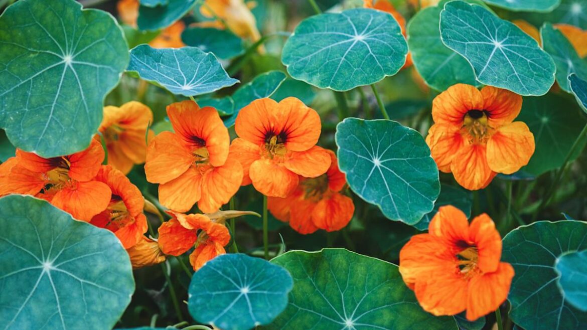 The Low-Effort Flower That Protects Your Garden and Elevates Your Salads