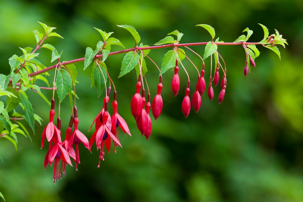 front door shade plant fuchsia
