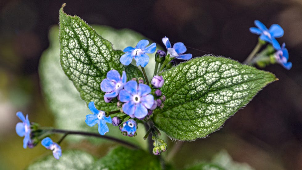 Brunnera macrophylla Jack Frost - Siberian bugloss