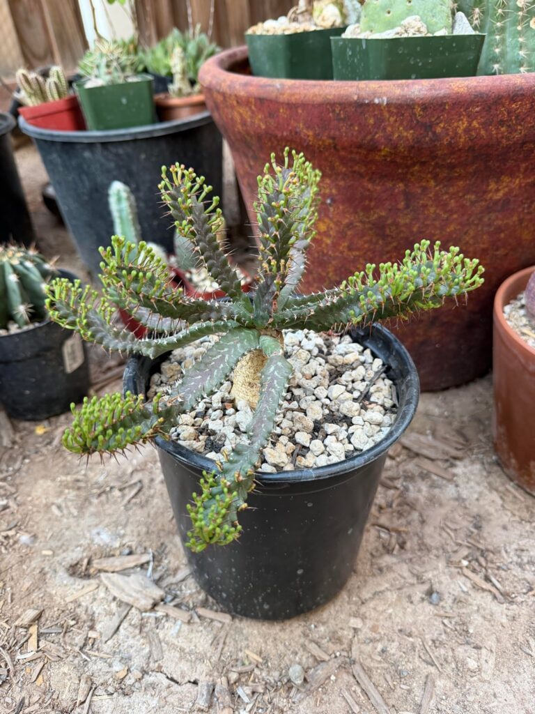Micrantha and medusoid are loving the warmer weather