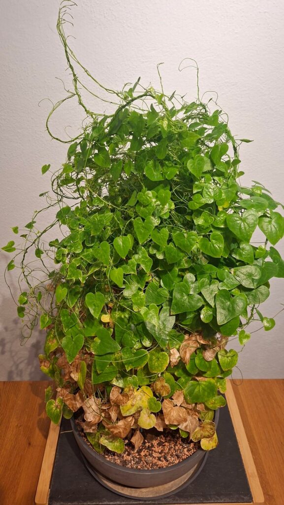 Update 2.0 - Dioscorea Sylvatica