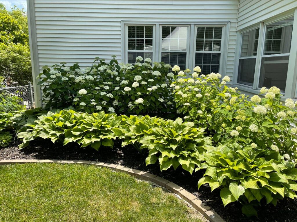 Hydrangeas Hydrangeas