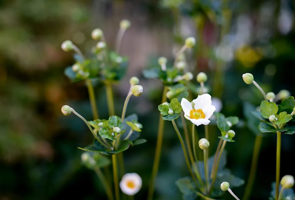 japanese anemone flower outside