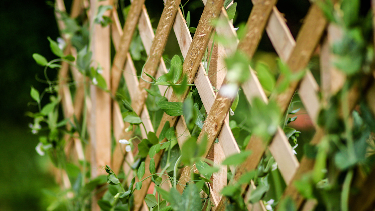 pea trellis