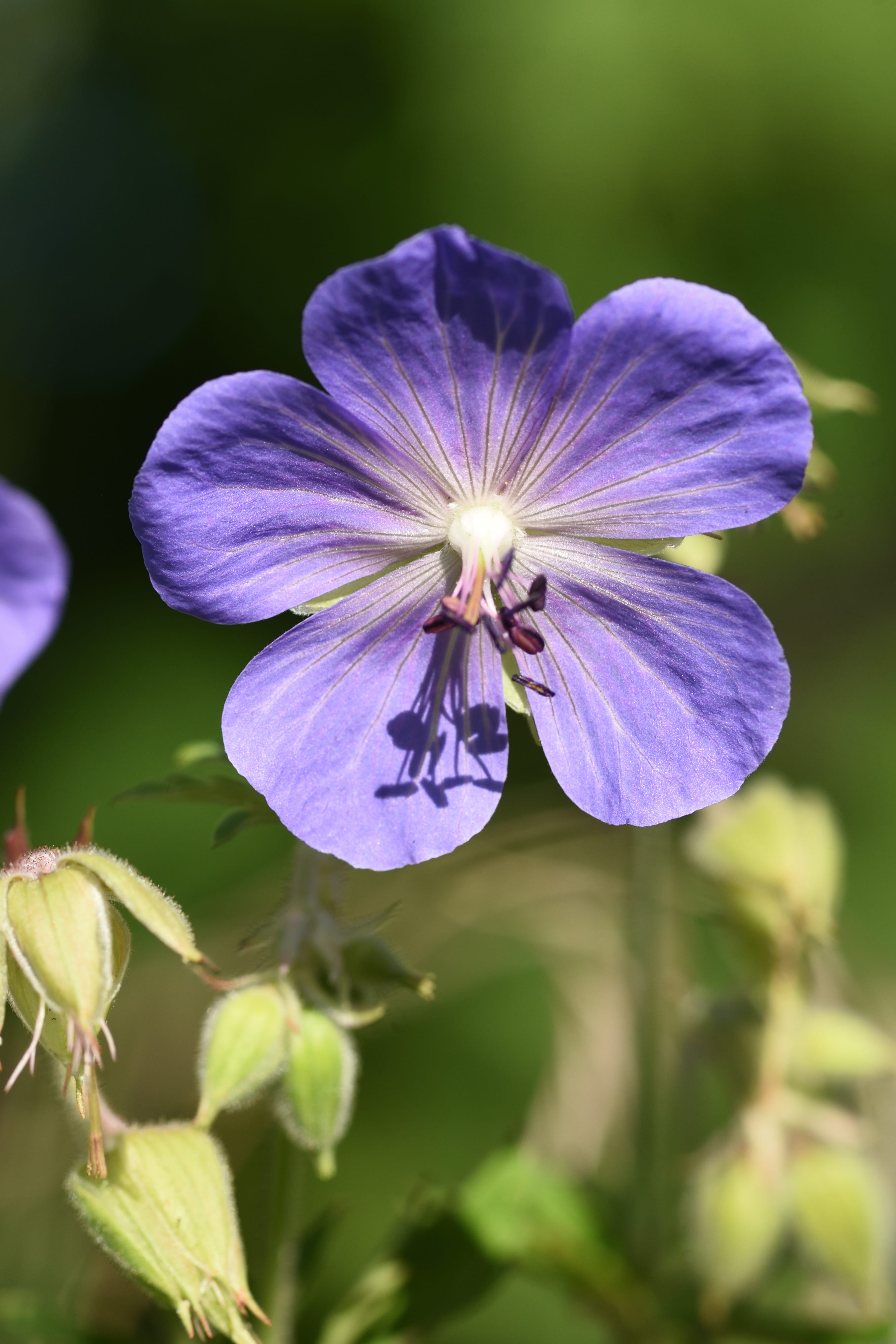 Geranium pratense