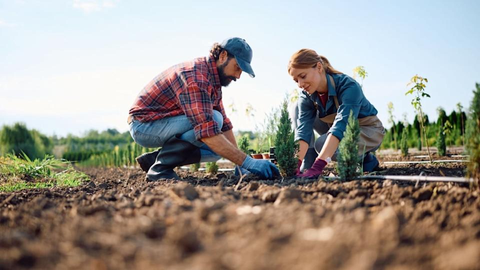 Nursery workers planting tree seedling in the ground. Copy space.